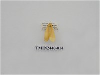 藏品(巨橙苔蛾)的圖片